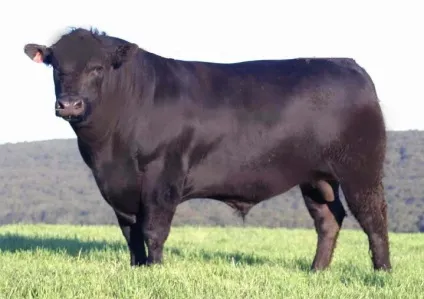 Бички на відгодівлі та кастрація - agroxxi (кастрація) Бички на відгодівлі та кастрація - agroxxi