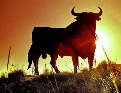 Бички на відгодівлі та кастрація - agroxxi (чи потрібно проводити кастрацію биків) Бички на відгодівлі та кастрація - agroxxi