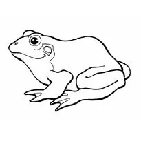 розфарбування жаба