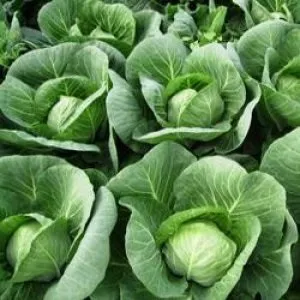 Рання капуста знайомимося з найбільш продуктивними і стійкими сортами для домашнього вирощування (рання) Рання капуста знайомимося з найбільш продуктивними і стійкими сортами для домашнього вирощування