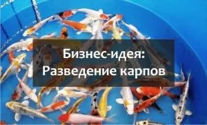Розведення коропа в домашніх умовах, в ставку на дачі як бізнес (розведення) Розведення коропа в домашніх умовах, в ставку на дачі як бізнес