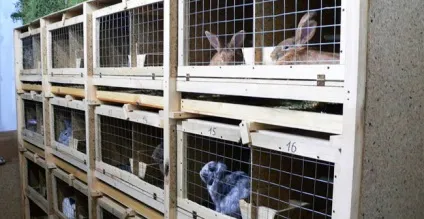 Розведення кроликів в домашніх умовах і на продаж (домашніх) Розведення кроликів в домашніх умовах і на продаж