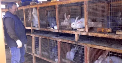 Розведення кроликів в домашніх умовах і на продаж (умовах) Розведення кроликів в домашніх умовах і на продаж
