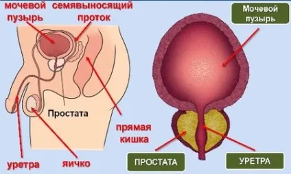 Розміри передміхурової залози в нормі по узі (залози) Розміри передміхурової залози в нормі по узі