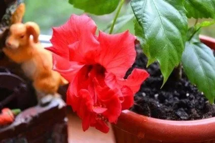 Розмноження гібіскуса живцями, стовідсоткове вкорінення живців (живців) Розмноження гібіскуса живцями, стовідсоткове вкорінення живців