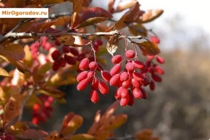 Розмноження барбарису насінням, живцями, відводками, поділом куща (відводками) Розмноження барбарису насінням, живцями, відводками, поділом куща