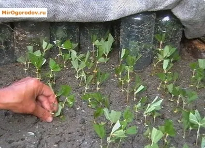 Розмноження барбарису насінням, живцями, відводками, поділом куща (живцями) Розмноження барбарису насінням, живцями, відводками, поділом куща