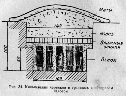 розмноження винограду
