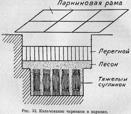 розмноження винограду