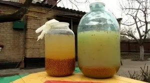 Рецепт браги на пшениці