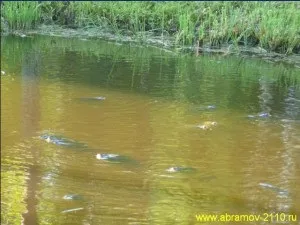 Риба короп, розведення коропів