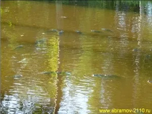 Риба короп, розведення коропів