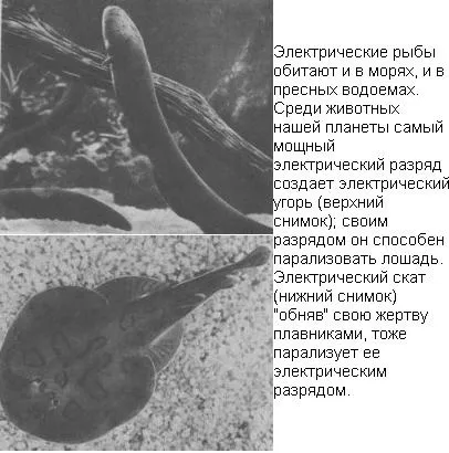 Риба, яка б'є струмом