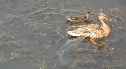 Риба, севрюга в москві-річці