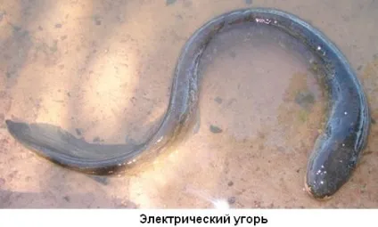 Риба, яка б'є струмом