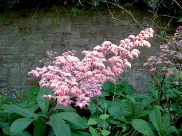 Роджерсия (rodgersia)