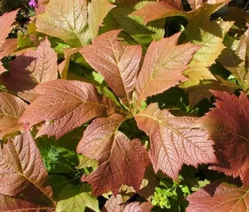 Роджерсия (rodgersia)