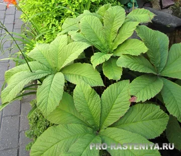 Роджерсия (rodgersia)