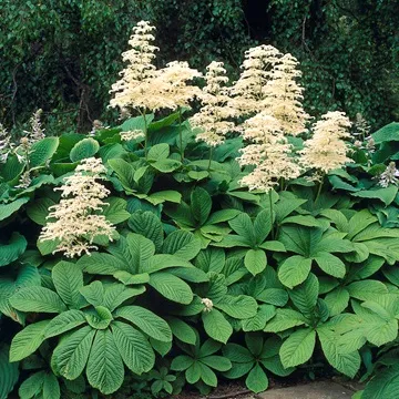 Роджерсия (rodgersia)
