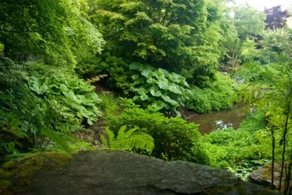 Роджерсия фото і види, посадка і догляд у відкритому грунті (види) Роджерсия фото і види, посадка і догляд у відкритому грунті