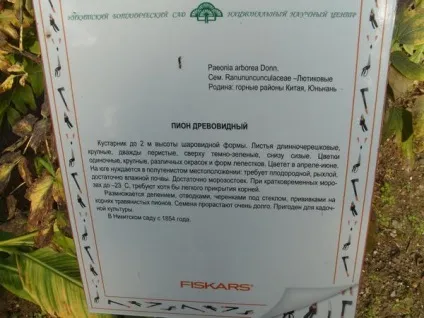 Троянди сорту і їх аромати - запашний коктейль (троянди) Троянди сорту і їх аромати - запашний коктейль