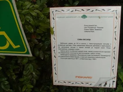 Троянди сорту і їх аромати - запашний коктейль (Фото Ярміли Неугебауеровой) Троянди сорту і їх аромати - запашний коктейль
