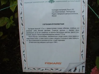 Троянди сорту і їх аромати - запашний коктейль (сорти) Троянди сорту і їх аромати - запашний коктейль