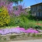 Сад безперервного цвітіння (36 фото) особливості раннього зацвітання садових дерев, квітів, фото і