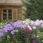 Сад безперервного цвітіння (36 фото) особливості раннього зацвітання садових дерев, квітів, фото і