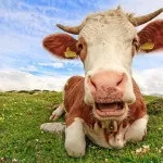 Найкрасивіша корова в світі виглядає, як плюшевий ведмідь (корова) Найкрасивіша корова в світі виглядає, як плюшевий ведмідь