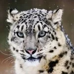 Найкрасивіша корова в світі виглядає, як плюшевий ведмідь (корова) Найкрасивіша корова в світі виглядає, як плюшевий ведмідь