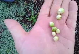 Садові кали, догляд і посадка (кали) Садові кали, догляд і посадка