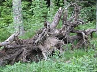 Рутар своїми руками на дачі, корчі, в ландшафтному дизайні, креслення, фото, відео (дачі) Рутар своїми руками на дачі, корчі, в ландшафтному дизайні, креслення, фото, відео