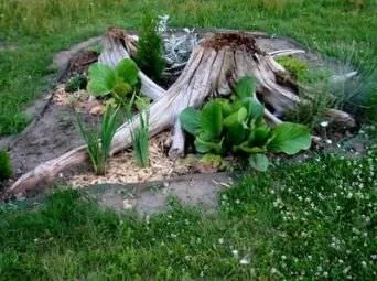 Рутар своїми руками на дачі, корчі, в ландшафтному дизайні, креслення, фото, відео (корчі) Рутар своїми руками на дачі, корчі, в ландшафтному дизайні, креслення, фото, відео