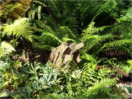 Рутар своїми руками - види Рутар (фото) (Рутар своїми руками) Рутар своїми руками - види Рутар (фото)