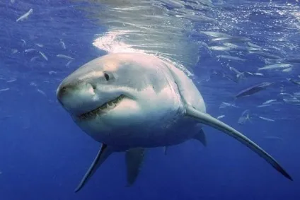 Найбільш шокуючі нападу акул - джерело гарного настрою (акули) Найбільш шокуючі нападу акул - джерело гарного настрою