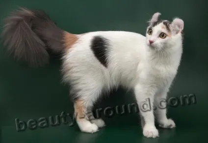 Найкрасивіші породи кішок (топ-21) (красиві породи кішок) Найкрасивіші породи кішок (топ-21)