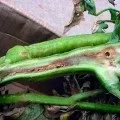 Септоріоз або біла плямистість томатів, її ознаки і лікування (томатів) Септоріоз або біла плямистість томатів, її ознаки і лікування