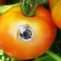 Септоріоз або біла плямистість томатів, її ознаки і лікування (плямистість) Септоріоз або біла плямистість томатів, її ознаки і лікування