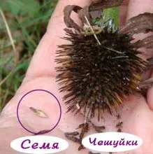 Насіння рослин