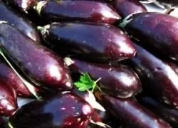Секрети вирощування баклажана (Баклажан овоч відомий) Секрети вирощування баклажана