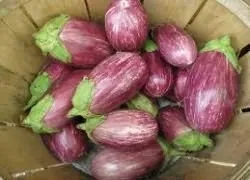 Секрети вирощування баклажана (Баклажан овоч відомий) Секрети вирощування баклажана