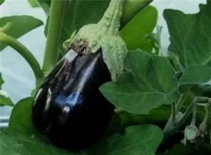 Секрети вирощування баклажана (Баклажан овоч відомий) Секрети вирощування баклажана