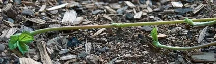 Секрети вирощування полуниці (полуниці) Секрети вирощування полуниці