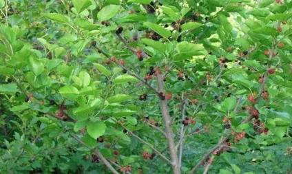 Шовковиця користь і шкода для здоров'я (користь) Шовковиця користь і шкода для здоров'я