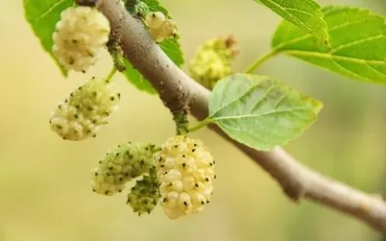 Шовковиця, тутовник (morus alba l (на смак нудотно-солодкі. Дозрівають в червні) Шовковиця, тутовник (morus alba l