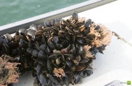 Seafood guide мідії (10 фото)