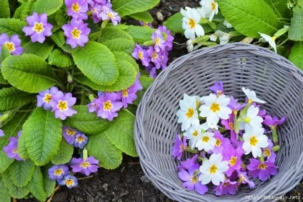 Їстівні квіти для тортів і десертів первоцвіти в цукровій глазурі (їстівні) Їстівні квіти для тортів і десертів первоцвіти в цукровій глазурі