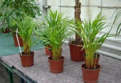 Секрети догляду за пальмою арека в домашніх умовах - жіночий світ (секрети) Секрети догляду за пальмою арека в домашніх умовах - жіночий світ