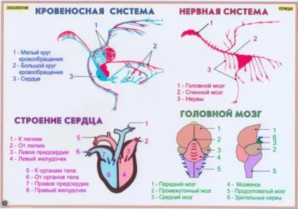 Серце у птахів будова і особливості кровоносної системи (особливо) Серце у птахів будова і особливості кровоносної системи